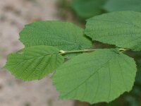 Corylus avellana 32, Hazelaar, Saxifraga-Rudmer Zwerver