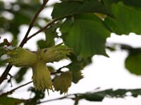 Corylus avellana 33, Hazelaar, Saxifraga-Rudmer Zwerver