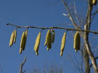 Corylus avellana 36, Hazelaar, Saxifraga-Jan van der Straaten
