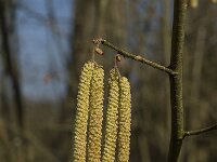 Corylus avellana 37, Hazelaar, Saxifraga-Jan van der Straaten