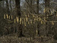Corylus avellana 38, Hazelaar, Saxifraga-Jan van der Straaten