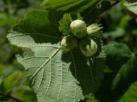 Corylus avellana 4, Hazelaar, Saxifraga-Marijke Verhagen