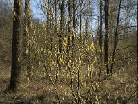 Corylus avellana 40, Hazelaar, Saxifraga-Jan van der Straaten