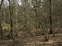 Corylus avellana 41, Hazelaar, Saxifraga-Marijke Verhagen