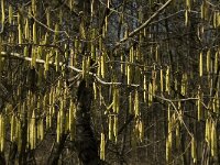 Corylus avellana 42, Hazelaar, Saxifraga-Jan van der Straaten