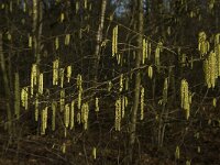 Corylus avellana 43, Hazelaar, Saxifraga-Jan van der Straaten