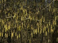 Corylus avellana 44, Hazelaar, Saxifraga-Jan van der Straaten
