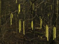 Corylus avellana 45, Hazelaar, Saxifraga-Jan van der Straaten