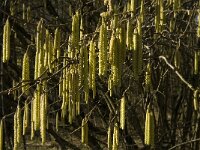 Corylus avellana 46, Hazelaar, Saxifraga-Jan van der Straaten