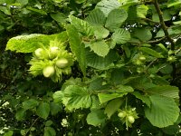 Corylus avellana 47, Hazelaar, Saxifraga-Mark Zekhuis
