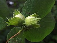 Corylus avellana 48, Hazelaar, Saxifraga-Hans Dekker
