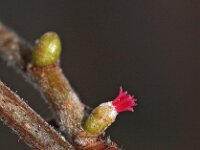 Corylus avellana 49, Hazelaar, Saxifraga-Hans Dekker
