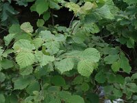 Corylus avellana 5, Hazelaar, Saxifraga-Jan van der Straaten