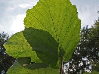 Corylus avellana 50, Hazelaar, Saxifraga-Hans Dekker