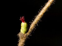 Corylus avellana 51, Hazelaar, Saxifraga-Jelmer Reyntjes : Corylus, Corylus avellana, Hazelaar, avellana, bloei, naaktbloeier, vrouwelijk