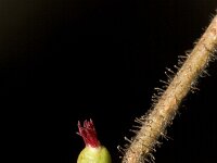 Corylus avellana 52, Hazelaar, Saxifraga-Jelmer Reyntjes : Corylus, Corylus avellana, Hazelaar, avellana, bloei, naaktbloeier, vrouwelijk