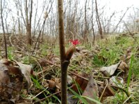 Corylus avellana 53, Hazelaar, Saxifraga-Rutger Barendse
