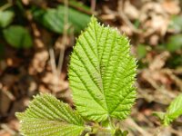 Corylus avellana 54, Hazelaar, Saxifraga-Rutger Barendse