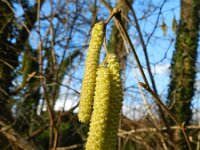 Corylus avellana 55, Hazelaar, Saxifraga-Rutger Barendse