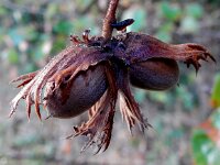 Corylus avellana 58, Hazelaar, Saxifraga-Peter Meininger