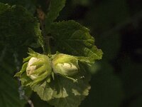 Corylus avellana 59, Hazelaar, Saxifraga-Jan van der Straaten