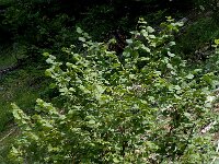 Corylus avellana 6, Hazelaar, Saxifraga-Jan van der Straaten