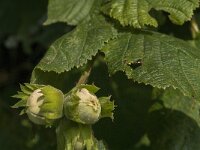 Corylus avellana 60, Hazelaar, Saxifraga-Jan van der Straaten