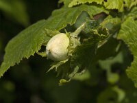 Corylus avellana 61, Hazelaar, Saxifraga-Jan van der Straaten