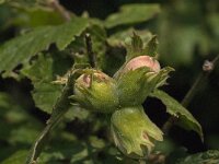 Corylus avellana 62, Hazelaar, Saxifraga-Jan van der Straaten