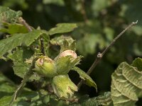 Corylus avellana 63, Hazelaar, Saxifraga-Jan van der Straaten