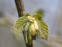 Hazelaar  Prouting leaves of Common Hazel (Corylus avellana), Hummelo, Gelderland, Netherlands : bud, color, colour, Common Hazel, Corylus avellana, Dutch, Europe European, Holland, horizontal, leaf leaves, nature natural, Netherlands, spring, sprout sprouting