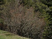 Corylus avellana 7, Hazelaar, Saxifraga-Jan van der Straaten
