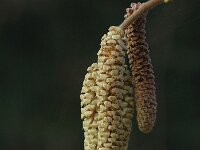 Corylus avellana 8, Hazelaar, male, Saxifraga-Jan van der Straaten