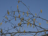 Corylus avellana 9, Hazelaar, Saxifraga-Jan van der Straaten