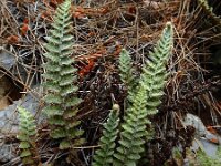 Cosentinia vellea 8, Saxifraga-Ed Stikvoort : Vathi - Gidaki beach Ithaki s9900