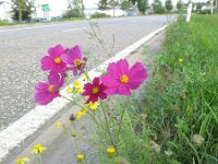 Cosmos bipinnatus 3, Cosmea, Saxifraga-Rutger Barendse