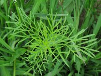 Cosmos bipinnatus 4, Cosmea, Saxifraga-Rutger Barendse