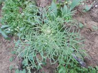 Cosmos bipinnatus 7, Cosmea, Saxifraga-Rutger Barendse