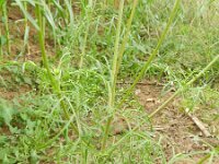 Cosmos bipinnatus 8, Cosmea, Saxifraga-Rutger Barendse
