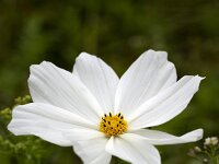 Cosmos bipinnatus 9, Cosmea, Saxifraga-Roel Meijer