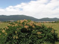 Cotinus coggygria 10, Saxifraga-Jasenka Topic