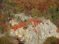 Cotinus coggygria 4, Saxifraga-Jasenka Topic