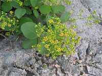 Cotinus coggygria 6, Saxifraga-Jasenka Topic