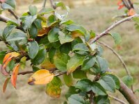Cotoneaster ascendens 2, Saxifraga-Rutger Barendse