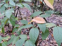 Cotoneaster bullatus 2, Saxifraga-Rutger Barendse
