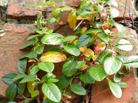 Cotoneaster dammeri 5, Tapijtcotoneaster, Saxifraga-Rutger Barendse