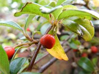 Cotoneaster dammeri 6, Tapijtcotoneaster, Saxifraga-Rutger Barendse