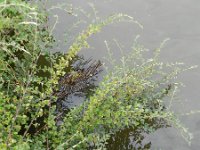 Cotoneaster dielsianus 1, Diels cotoneaster, Saxifraga-Rutger Barendse