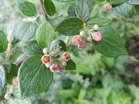 Cotoneaster dielsianus 4, Diels cotoneaster, Saxifraga-Rutger Barendse