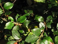 Cotoneaster dielsianus 7, Diels cotoneaster, Saxifraga-Rutger Barendse